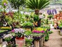 Plants and Nursery